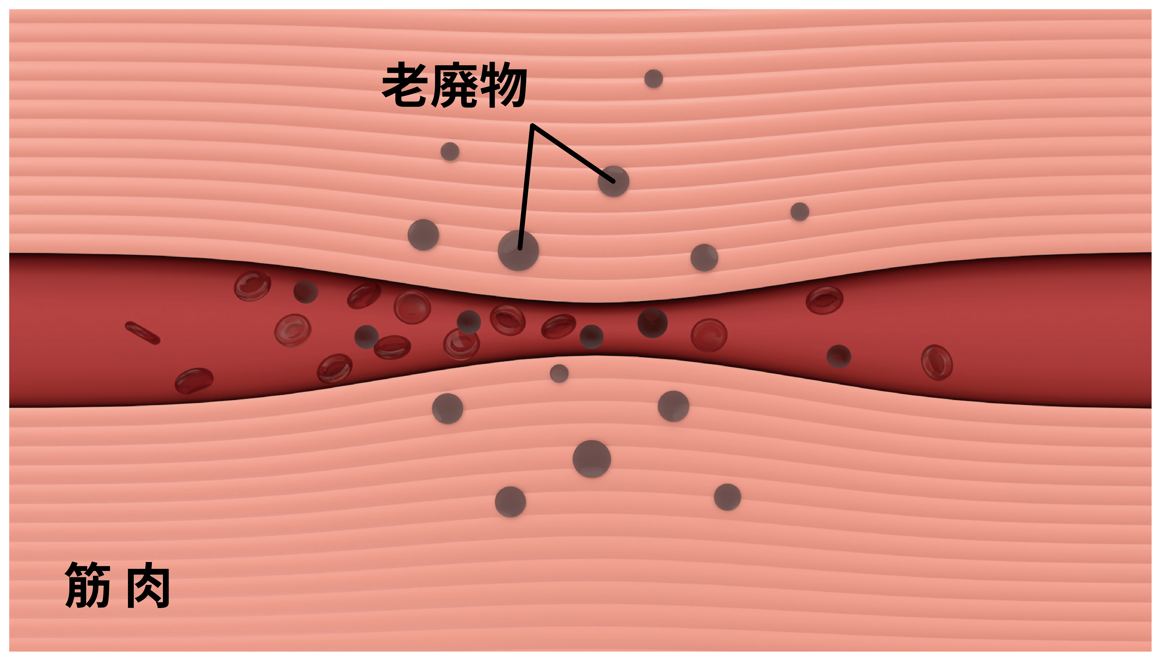 コリの発生: 血行不良