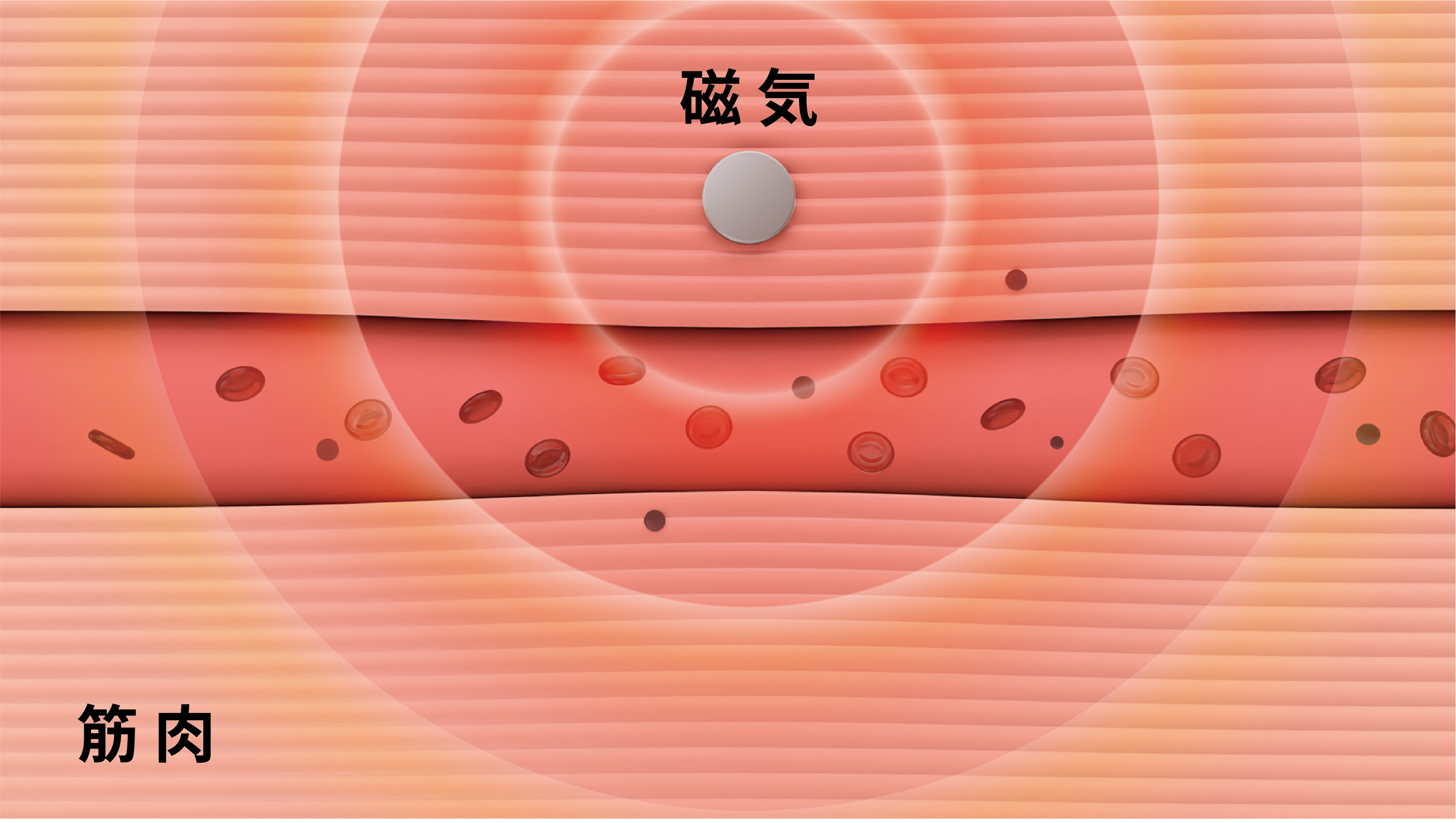 磁気の作用: 血行促進